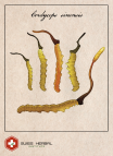 Kordyceps Cordyceps sinensis