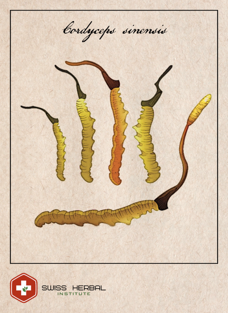 Kordyceps Cordyceps sinensis