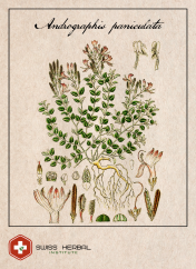 Brodziuszka Andrographis paniculata