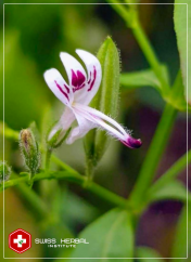 Brodziuszka Andrographis paniculata