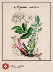 Dzięgiel Angelica sinensis