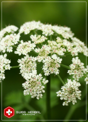 Dzięgiel Angelica sinensis