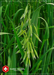 Dziki owies Avena sativa