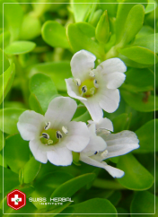 Brahmi Bacopa monnieri