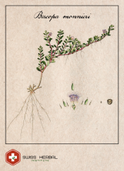 Brahmi Bacopa monnieri