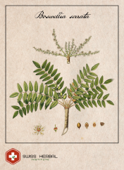 Kadzidłowiec Boswellia serrata