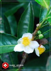 EGCG Camellia sinensis
