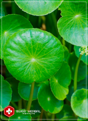 Gotu Kola Centella asiatica