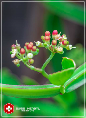 Cissus quadrangularis