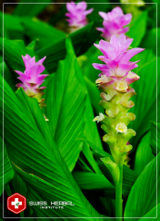Kurkuma kurkumina Curcuma longa
