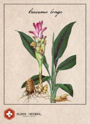 Kurkuma kurkumina Curcuma longa