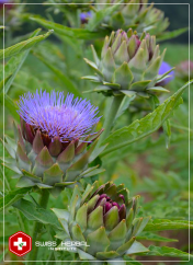 Karczoch Cynara scolymus