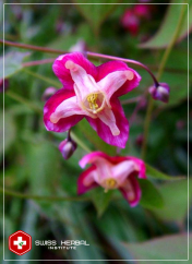 Horny Goat Weed Epimedium