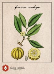 Tamaryndowiec Garcinia cambogia