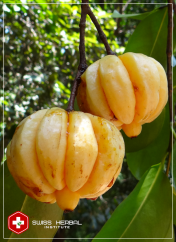 Tamaryndowiec Garcinia cambogia