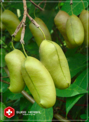 5-HTP Griffonia simplicifolia