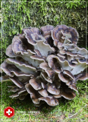 Maitake Grifola frondosa