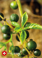 Żeń-szeń południowy Gynostemma pentaphyllum Jiaogulan