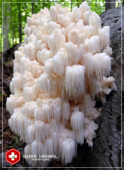 Lion's Mane Hericium erinaceus