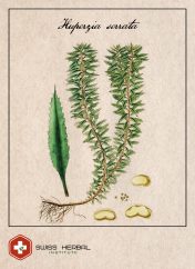 Hupercyna A Huperzia serrata