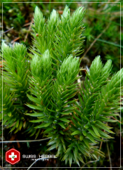 Hupercyna A Huperzia serrata