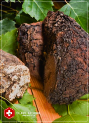 Chaga Inonotus obliquus