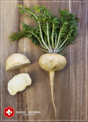 Maca Lepidium meyenii