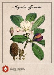 Magnolia officinalis