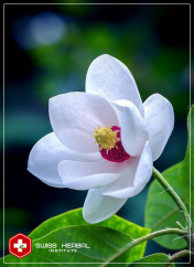 Magnolia officinalis