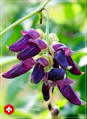 L-DOPA Mucuna pruriens