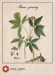 Żeń-szeń Panax ginseng