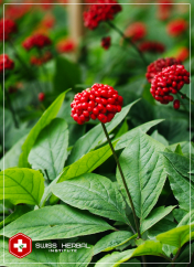 Żeń-szeń Panax ginseng