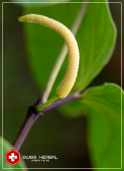 Kava Kava Piper methysticum