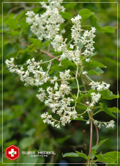 He Shou Wu Polygonum multiflorum