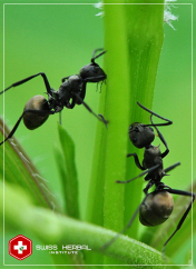 Czarne mrówki Polyrhachis vicina