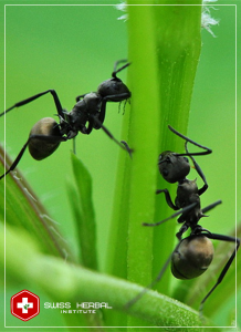 Czarne mrówki Polyrhachis vicina