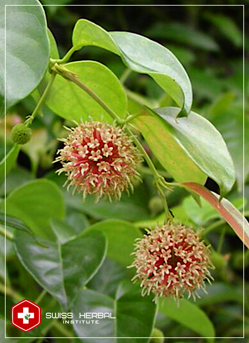 Gou Teng ekstrakt 20:1 | Uncaria rhynchophylla - Swiss Herbal Shop