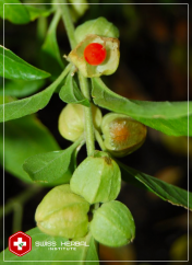 Ashwagandha Withania somnifera