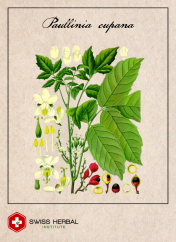 Guarana Paullinia cupana