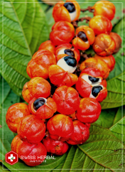 Guarana Paullinia cupana