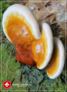 Lakownica żółtawa (Ganoderma lucidum)