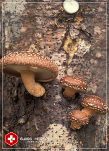 Twardnik japoński (Lentinula edodes)