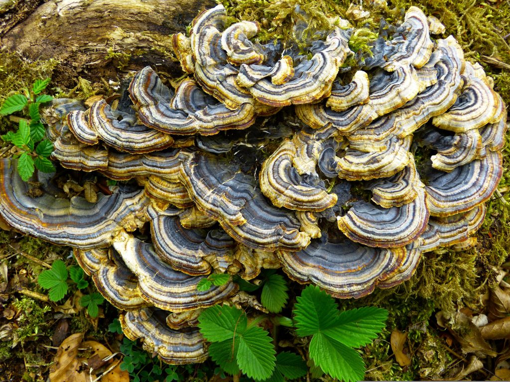 Koriolus Coriolus versicolor