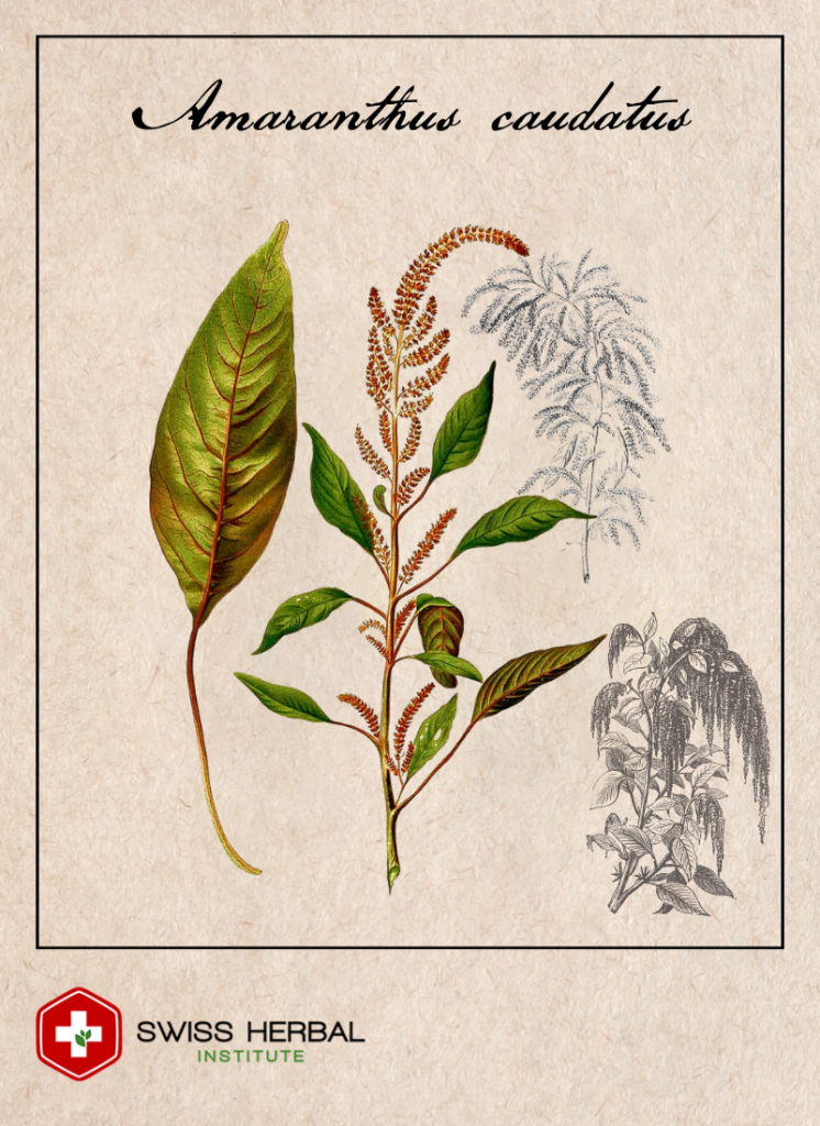 Szarłat Amaranthus caudatus