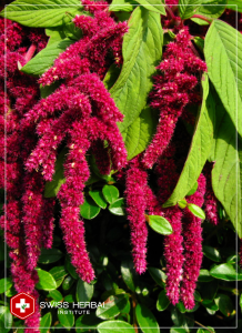 Szarłat Amaranthus caudatus