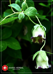 Żeń-szeń europejski Codonopsis pilosula