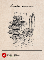 Koriolus Coriolus versicolor