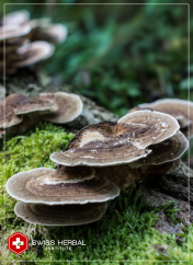 Koriolus Coriolus versicolor