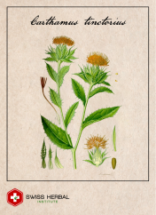Krokosz barwierski Carthamus tinctorius