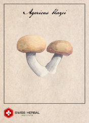 Agaricus blazei